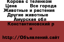 Корова с теленком › Цена ­ 69 - Все города Животные и растения » Другие животные   . Амурская обл.,Константиновский р-н